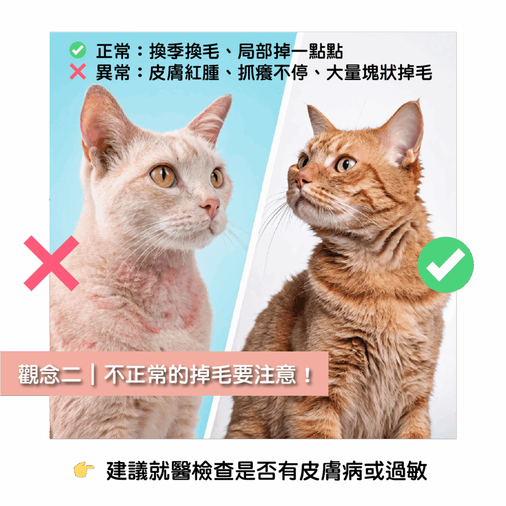 掉毛掉到快鋪一張地毯?貓咪換季掉毛原因+4招正確處理法! 3 掉毛掉到快鋪一張地毯?貓咪換季掉毛原因+4招正確處理法!