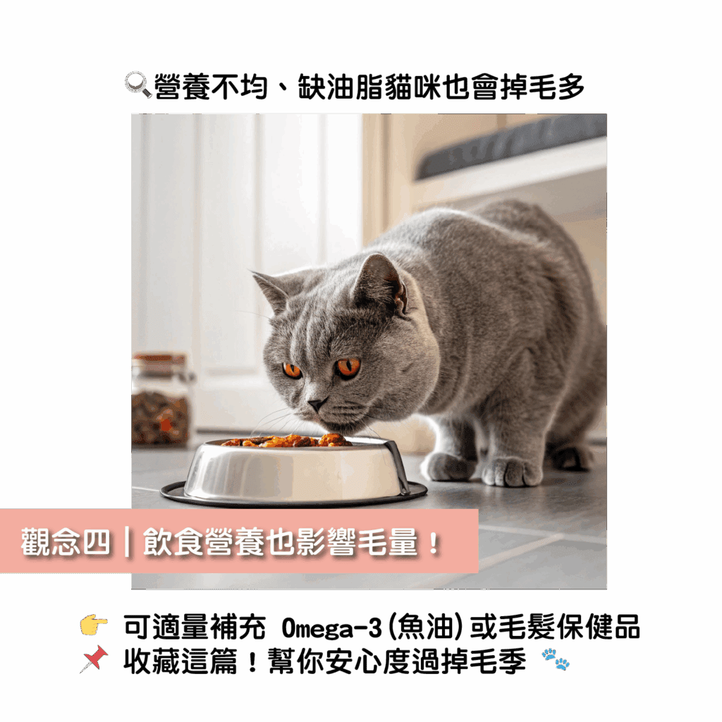 掉毛掉到快鋪一張地毯?貓咪換季掉毛原因+4招正確處理法! 5 掉毛掉到快鋪一張地毯?貓咪換季掉毛原因+4招正確處理法!