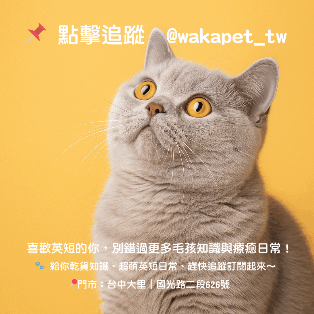 掉毛掉到快鋪一張地毯?貓咪換季掉毛原因+4招正確處理法! 6 掉毛掉到快鋪一張地毯?貓咪換季掉毛原因+4招正確處理法!