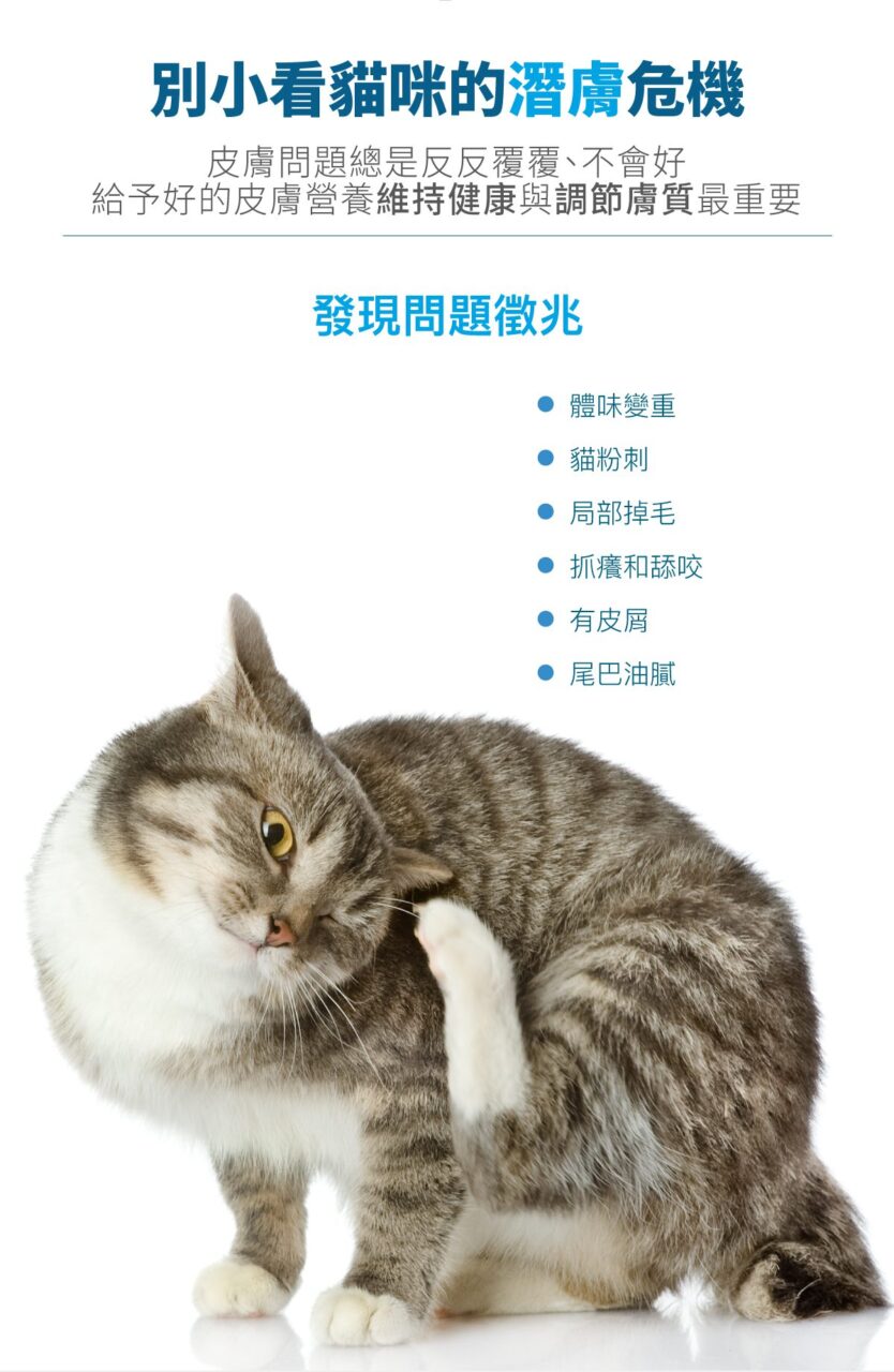 木入森 貓咪膚立好 50包 ｜貓咪皮膚保健