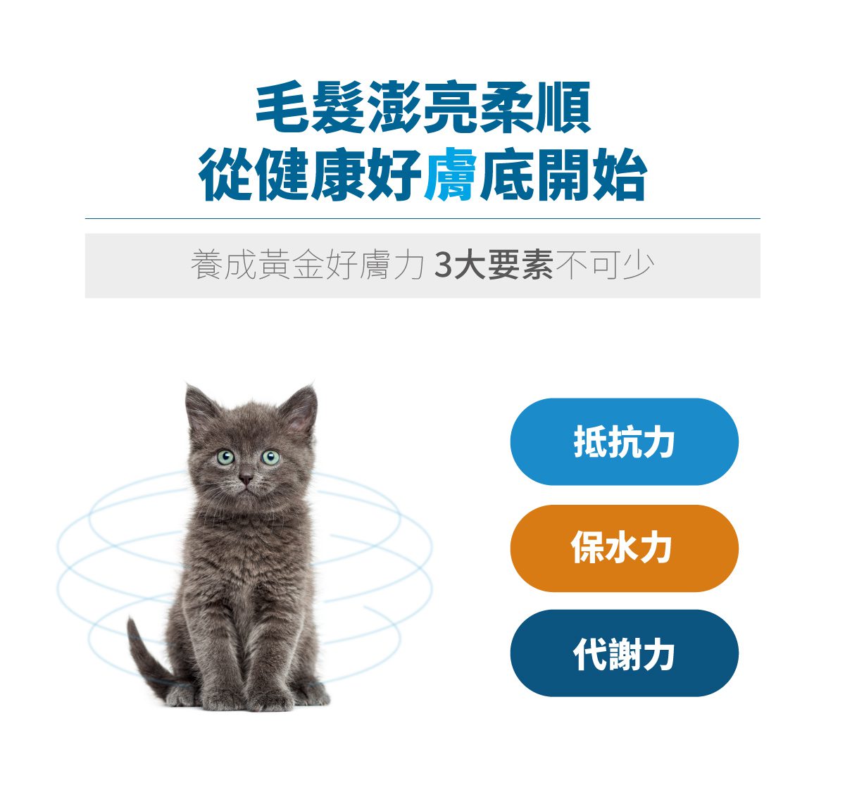 木入森 貓咪膚立好 50包 ｜貓咪皮膚保健