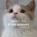 《已有家長》紫丁加白英短+弟弟 No.369：圖片 2