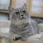 《已有家長》藍金漸層曼赤肯+妹妹 No.671