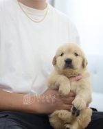 黃金獵犬(妹妹) No.330幼犬 - 台中合法狗舍 WakaPet