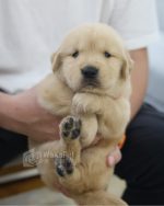 黃金獵犬(妹妹) No.330幼犬 - 台中合法狗舍 WakaPet