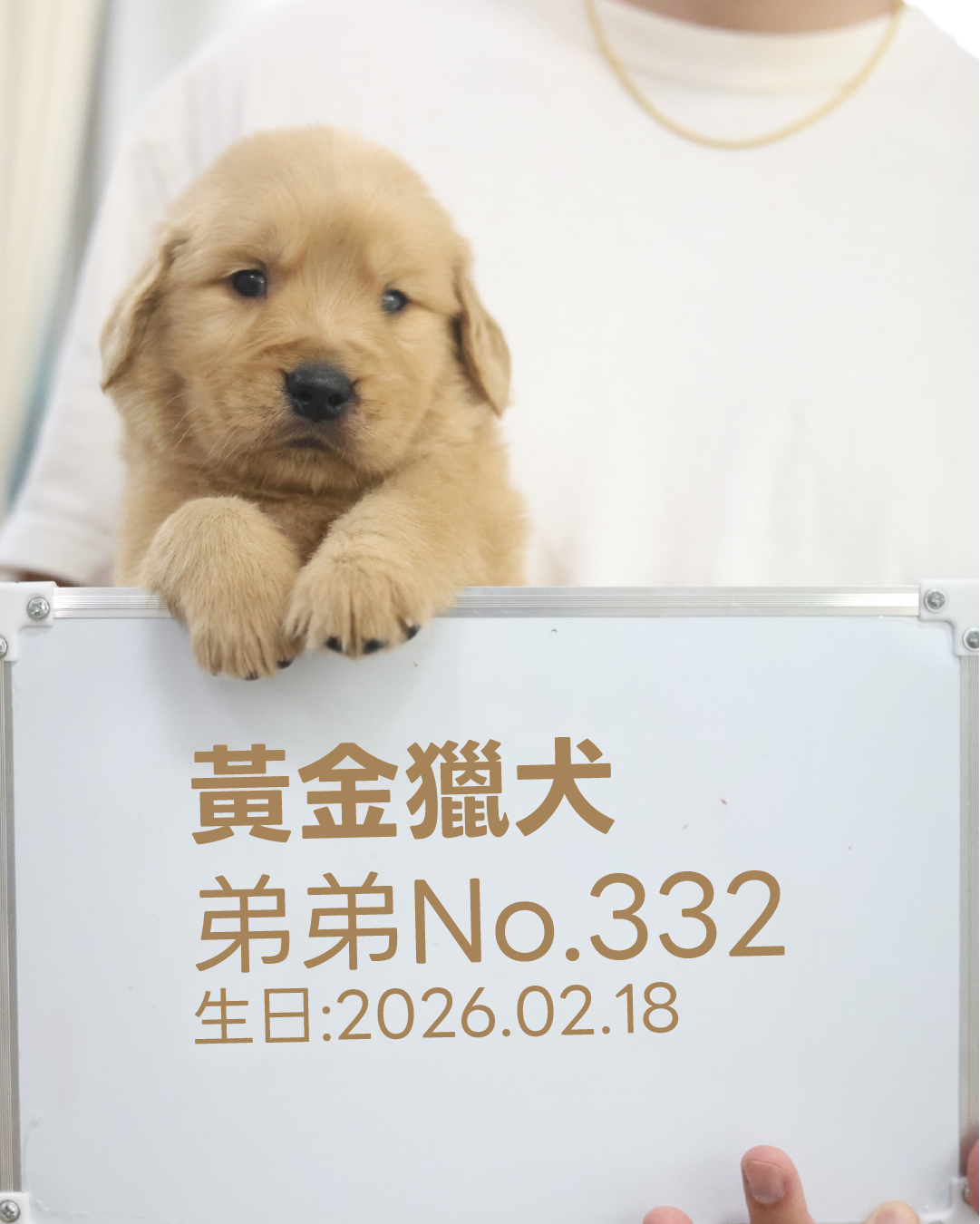 黃金獵犬幼犬 No.332|台中狗舍 WakaPet 哇卡寵物 黃金獵犬(弟弟) No.332幼犬 - 台中合法狗舍 WakaPet
