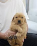 黃金獵犬(妹妹) No.333幼犬 - 台中合法狗舍 WakaPet
