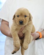 黃金獵犬(妹妹) No.333幼犬 - 台中合法狗舍 WakaPet