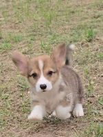雙色柯基+弟弟No.336：圖片 3